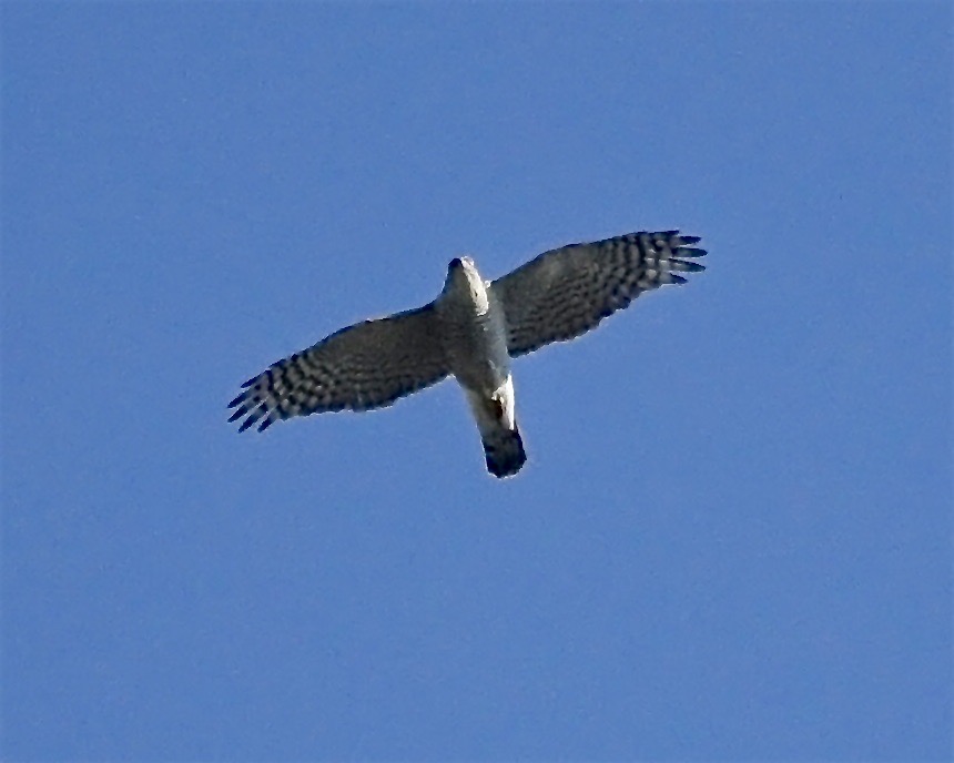 goshawk